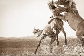 Officially north carolina's state horse, these mustang ponies are descended from equines brought here by spanish explorers of the new world more than. The Wild Horses Of The Outer Banks Equestrian Living
