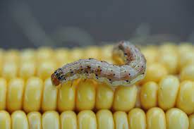 Control of insects of sweet corn in the home vegetable garden. Corn Earworm Nc State Extension