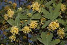 Image result for Gnidia