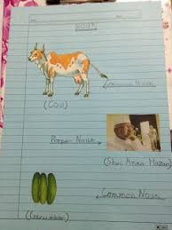 Common Noun Proper Noun Holiday Homework Common Nouns Holiday Homework Proper Nouns
