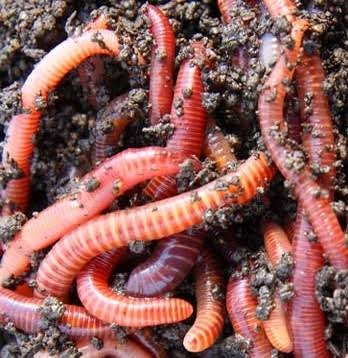 Mga resulta ng larawan para sa Oil Worm or Red worms eating and composting machines"