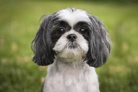 Check spelling or type a new query. 100 Shih Tzu Names Playful Meaningful Cute Ideas Doggie Designer