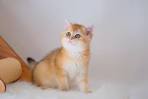 British shorthair kitten Canada | Stylish Cats |Golden cats|