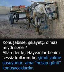 celal atici adli kullanicinin ozlu sozler panosundaki pin hayvan sozleri hayvan haklari hayvanlar