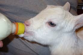 Reviving A Chilled Newborn Goat Annies Goat Hill Handcrafted Soaps