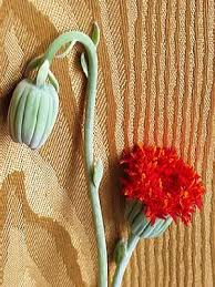 Image result for Kleinia grantii