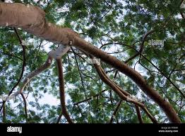Image result for Albizia adianthifolia × gummifera