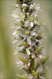 Image result for Tamarix usneoides