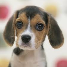 Animated gifs of smiling dogs. 15 Cutest Dog Breeds Adorable Dog Breeds