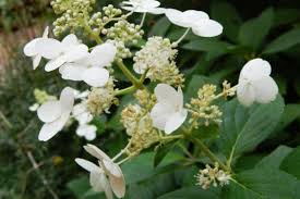 Image result for Tephrosia paniculata