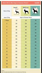 Pin By Patrice L On Dog Baby Dog Ages Dog Age Chart Dog Care