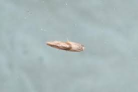 Image result for Cochylidia implicitana