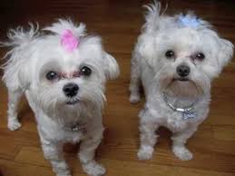Happy mothers day ringtone song music. Happy Mother S Day Dogs Sing A Free Make Her Smile Ecards 123 Greetings
