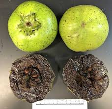 The tree is also cultivated in the caribbean. Hs1055 Hs305 Black Sapote Growing In The Florida Home Landscape