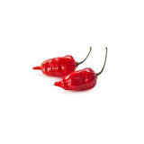 Naga jolokia chilli: small but spicy - Nature's Pride