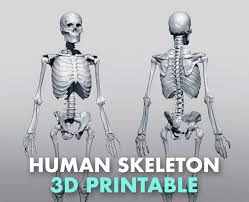 Temporal bone and deep structures 3d model. 3d Printable Anatomical Human Skeleton Stl Flippednormals