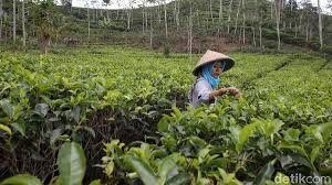 We did not find results for: Menikmati Indahnya Panorama Kebun Teh Nglinggo