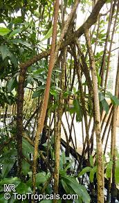 Image result for Bruguiera