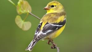 Get the right feeder, and fill it with black oily seeds. How To Attract Finches In Your Backyard Backyard Birds The Bird Food Store Matthews Nc