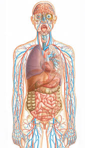 Webmd's pancreas anatomy page provides a detailed image, definition, and information about the pancreas. Human Body Q Files Search Read Discover