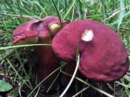 Ruby Bolete