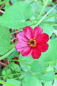 flores del campo plants flores del campo plants