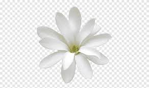 All images and logos are crafted with. White Jasmine White Flowers Png Pngegg