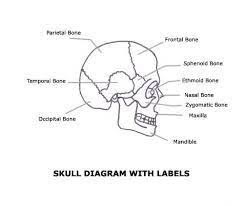 Bones In The Human Body Biology Diagrams Human Body Systems Teaching Plan