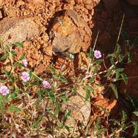 Image result for Monsonia senegalensis