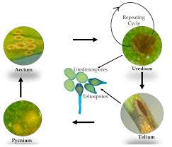 Image result for Rhynchosia kilimandscharica