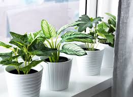 Living room decoration with plants. How To Pick The Best Fake Plants A Faux Plant Buying Guide 2021 Apartment Therapy