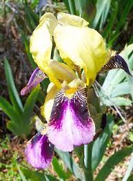 Romeo By Millet 1912 Tb Iris Flowers Bearded Iris Iris