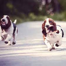 See more ideas about hound, bassett hound, hound dog. Healthy Eating For A Basset Hound Petcarerx