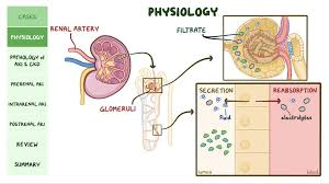 Image result for Renal Function