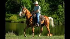 In early california, palominos were popular, and it is believed that they may have received the name palomino from the color palomino. Poncho Golden Palomino Tennessee Walking Horse Gelding For Sale Youtube