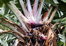 Image result for Strelitzia caudata