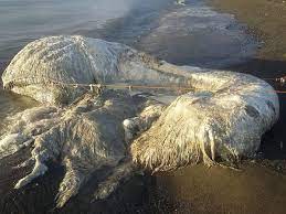 The beast was found at about 7pm last night, with villages in the philippines. Mysterious Hairy Sea Creature Dubbed Globster Washes Up On Philippines Beach The Independent The Independent