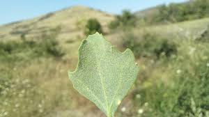 Image result for Chenopodium opulifolium