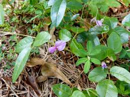 Image result for Galactia