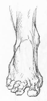 One great thing that i love about drawing a skeleton is that you can get crazy with the whole figure. How To Draw The Foot Drawing Feet And The Anatomy Of Them Reference Sheets How To Draw Step By Step Drawing Tutorials