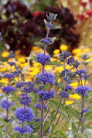 Image result for Caryopteris odorata