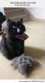 Brushing Cat With Toothbrush