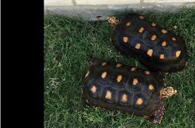The Redfoot Tortoise Diet An Overview For The New Owner