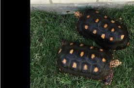 the redfoot tortoise diet an overview for the new owner