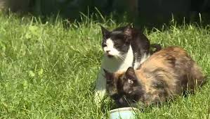 Season's feedings cat food drive. Kingston S Municipal Feral Cat Spay Neuter Program Set For Council Approval This Week Kingston Globalnews Ca