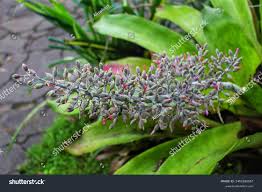 Image result for Aechmea mexicana