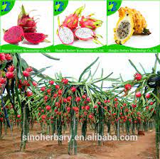 We did not find results for: High Nutrition Hybrid Yellow Dragon Fruit Seeds For Sale Buy Hybrid Yellow Dragon Fruit Seeds Dragon Fruit Seeds For Sale Hybrid Fruit Seed Product On Alibaba Com