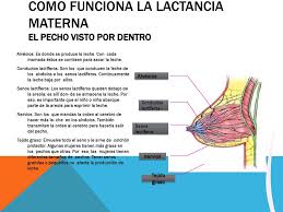 El Lema De La Semana Mundial De La Lactancia Materna 2019 Empoderemonos Hagamos Posible La Lactancia Materna Y Quiere Servir Como Una Plataforma Ppt Descargar