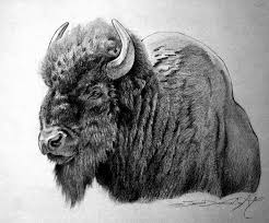 American Bison Pencil On Paper Bison Buffalo Pencil Art Illustration Wildlife Western Drawing Bison Art Art Drawings