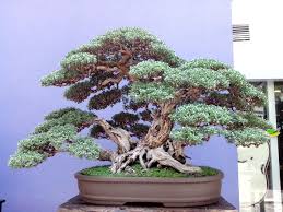 Bonsai Exhibit 2013 At Eastwood Mall Manila Philippines Zinha Arvores